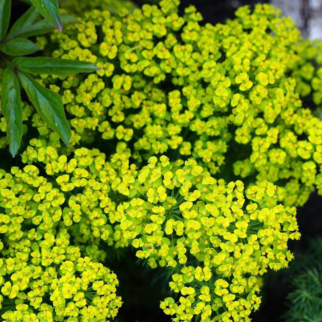 Euphorbia cyparissias Clarice Howard - Euforbia ciprés