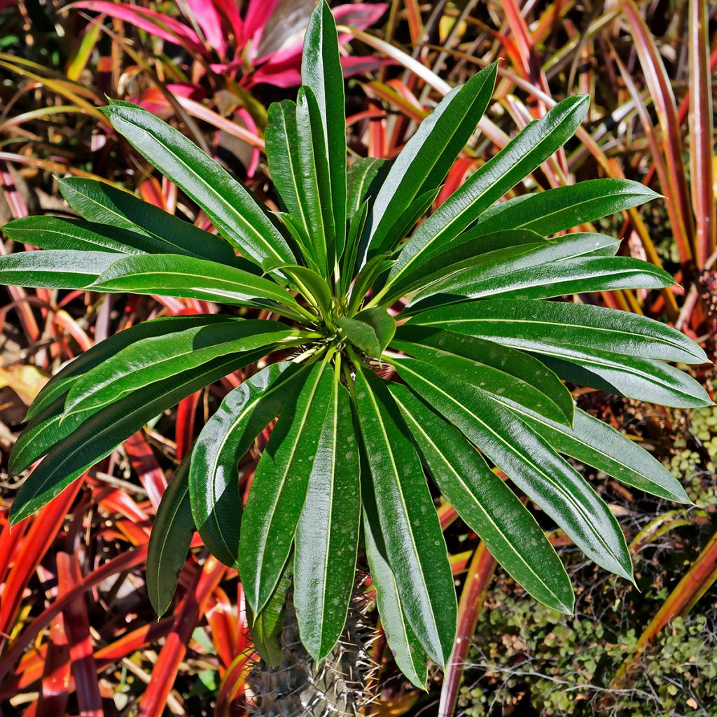 Euphorbia stygiana - Lechetrezna