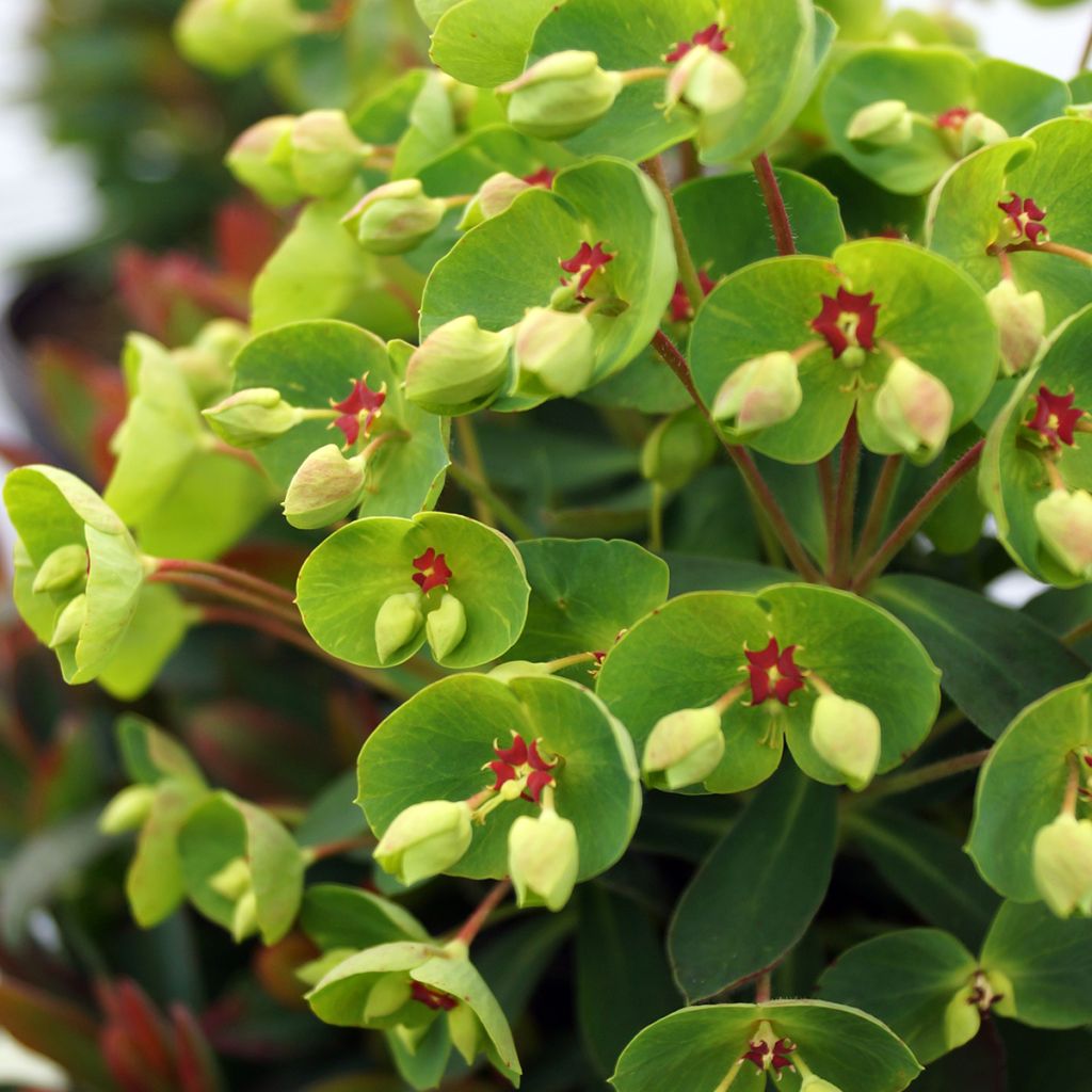 Euphorbia martinii - Lechetrezna