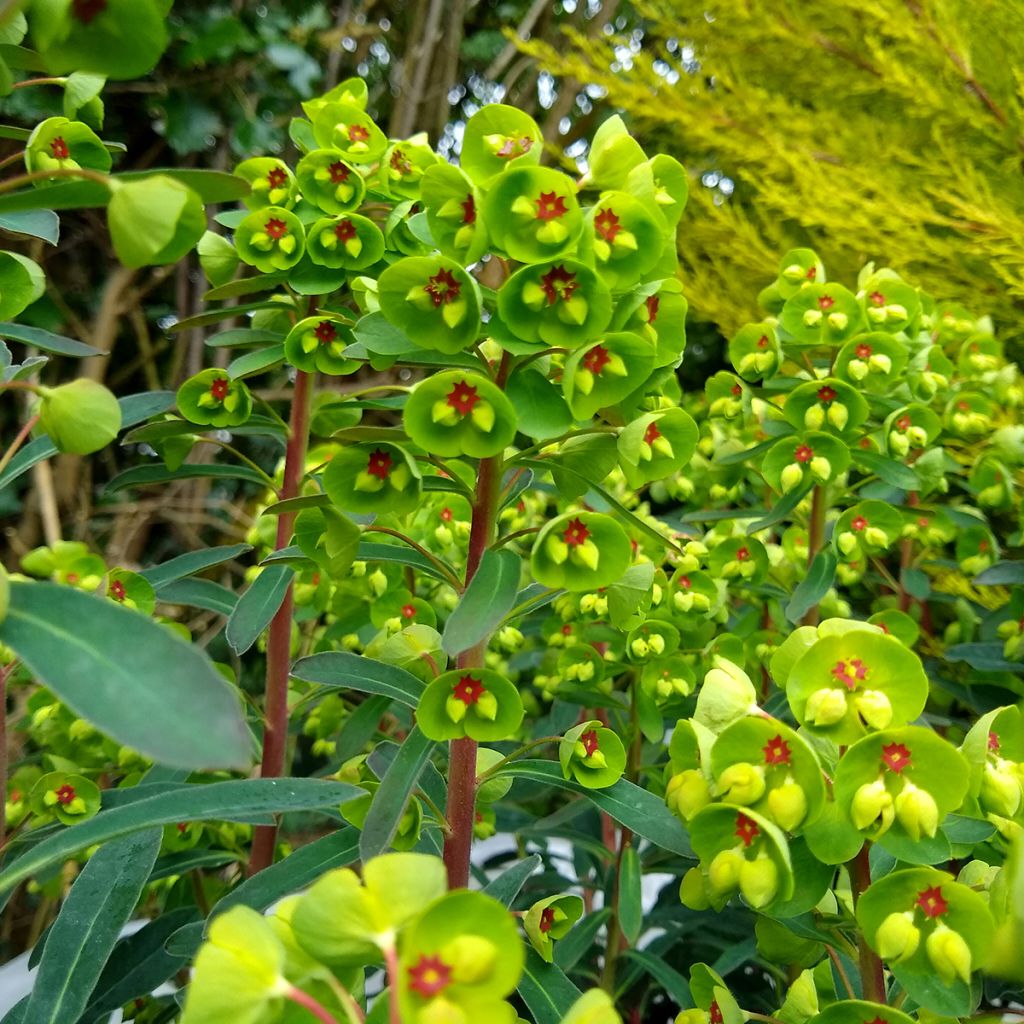 Euphorbia martinii - Lechetrezna