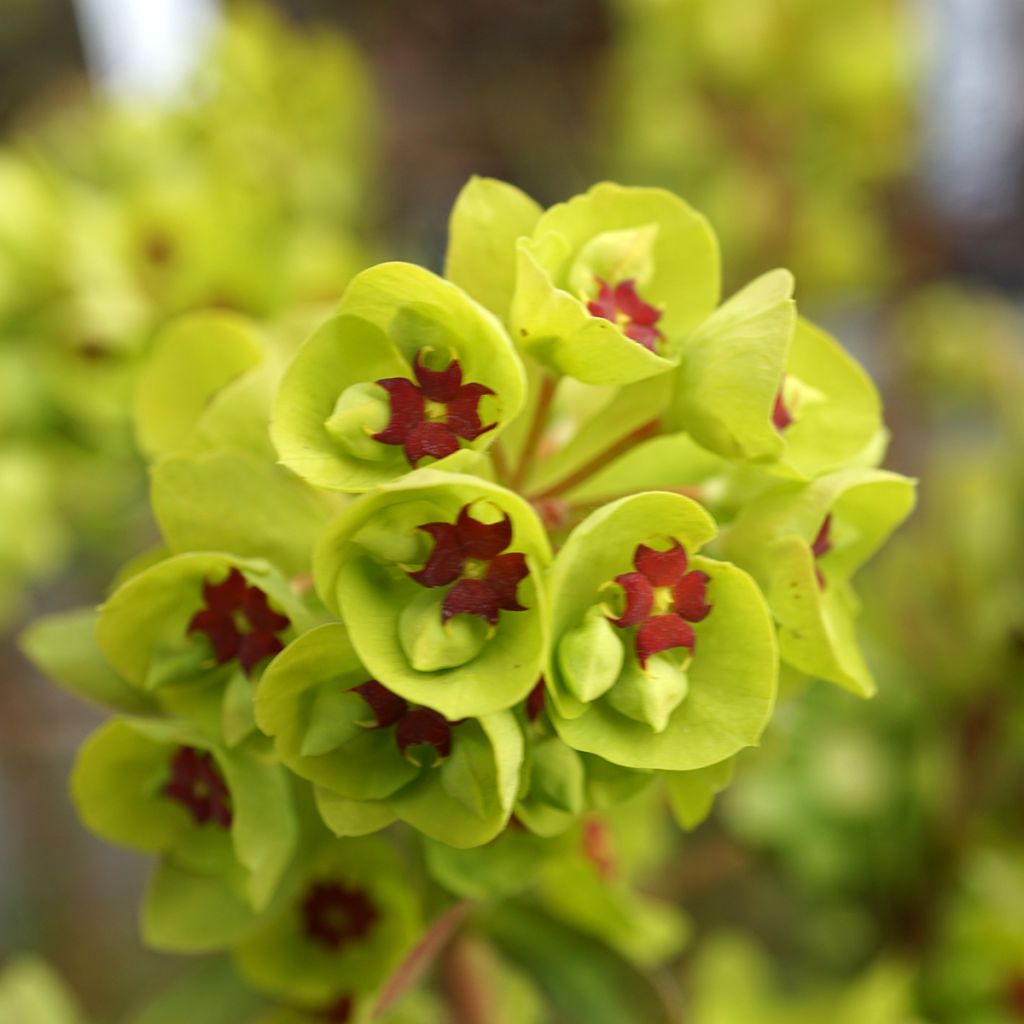 Euphorbia martinii - Lechetrezna