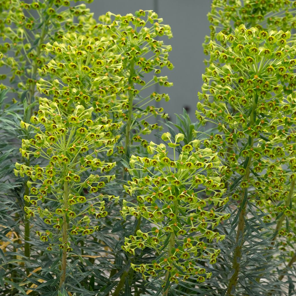 Euphorbia martinii - Lechetrezna