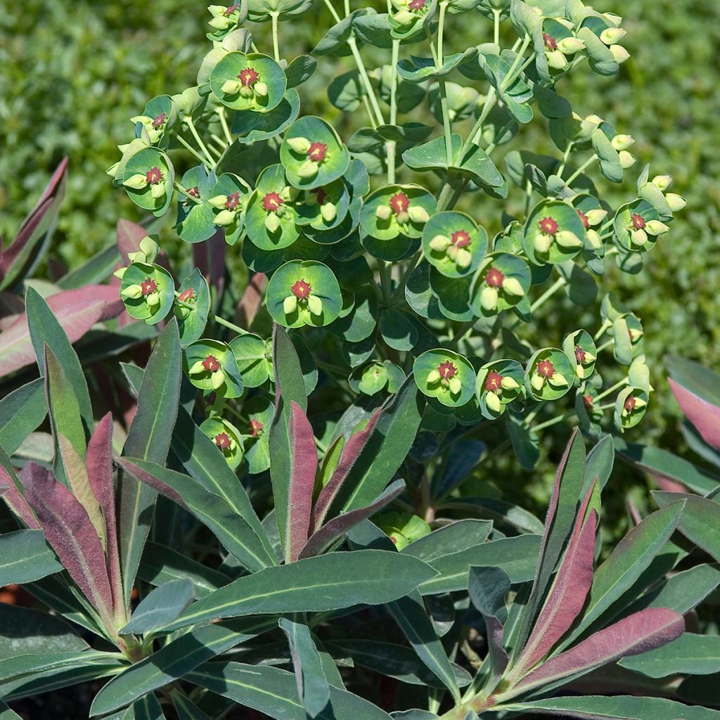 Euphorbia martinii - Lechetrezna