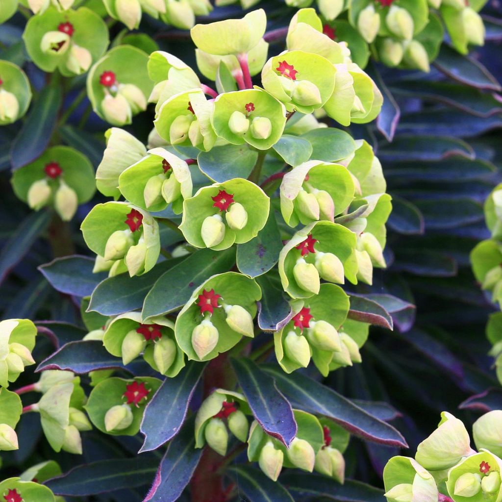  Euphorbe de Martin Baby Charm - Euphorbia x martinii Baby Charm