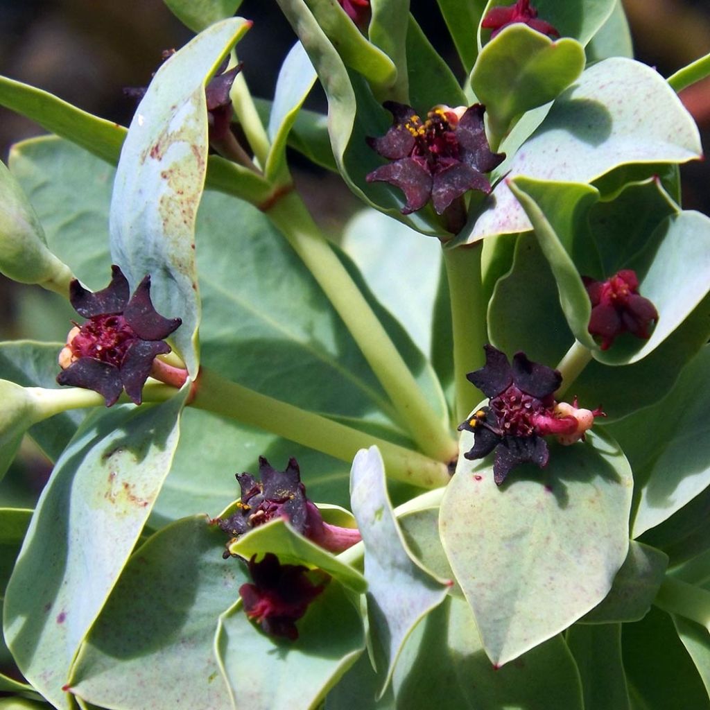 Euphorbia glauca