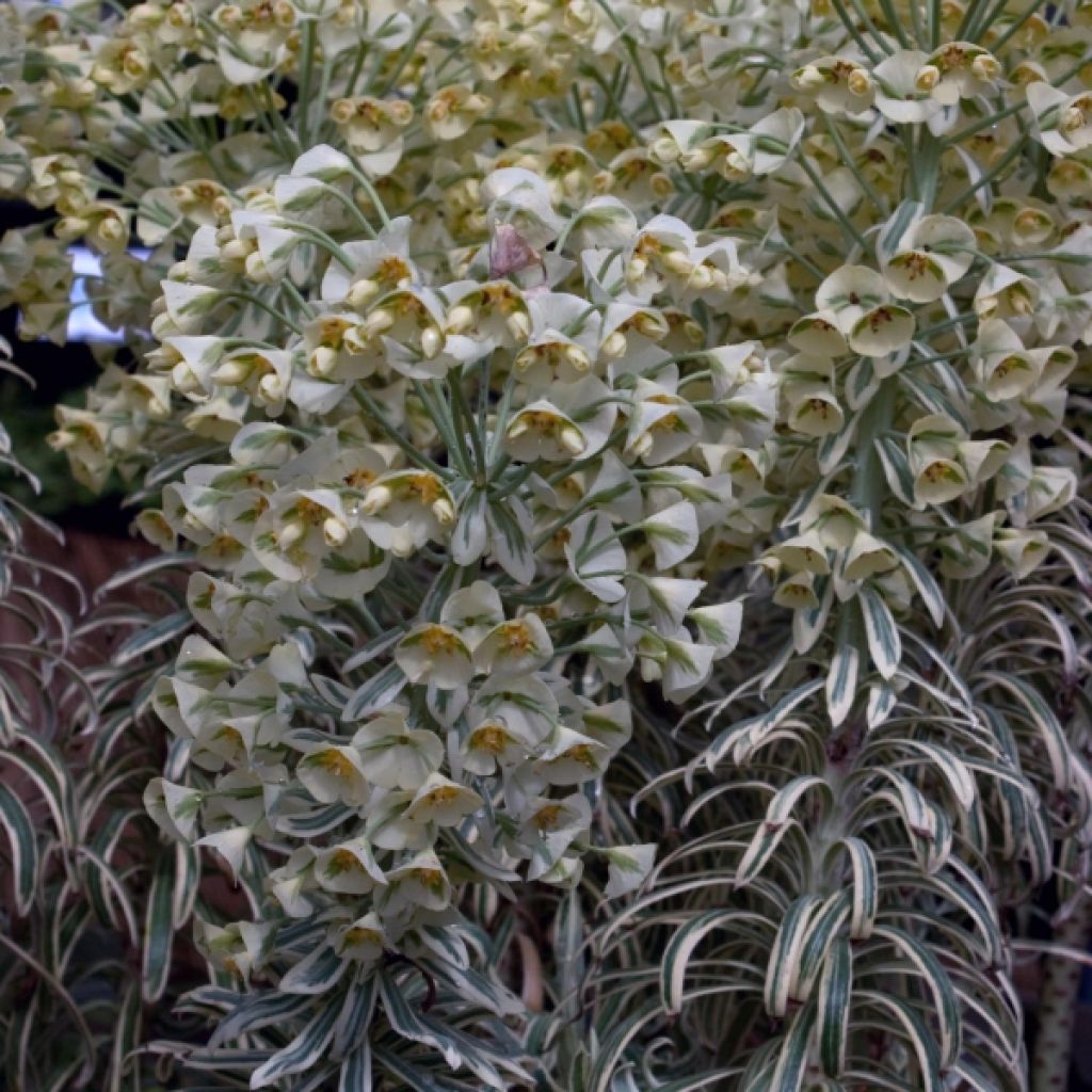 Euforbio mediterráneo Tasmanian tiger - Euphorbia characias