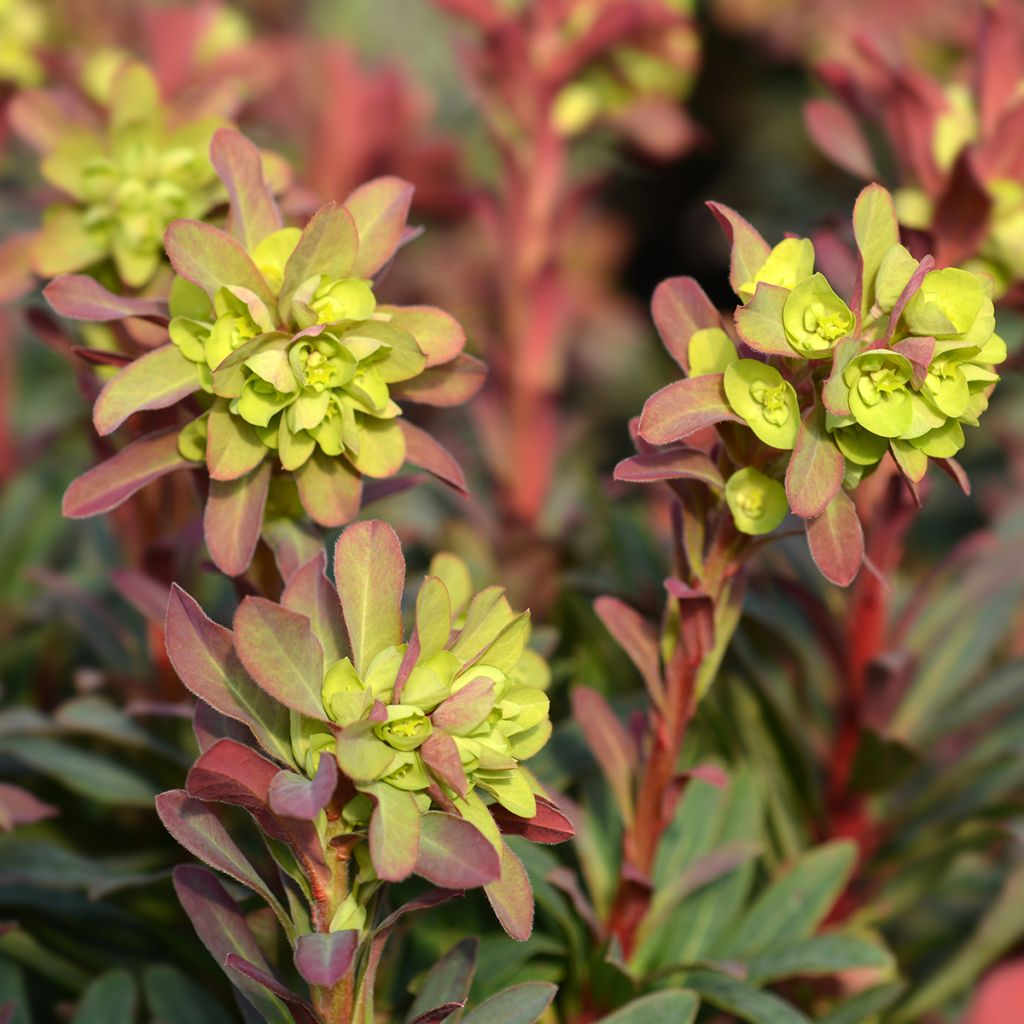 Euforbio - Euphorbia amygdaloides Purpurea