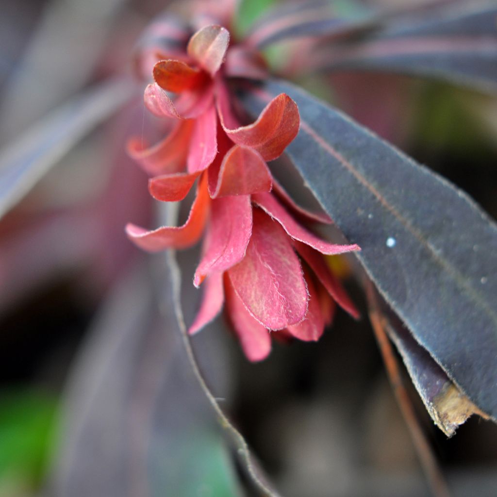 Euforbio - Euphorbia amygdaloides Purpurea