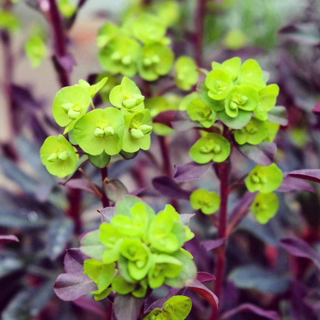 Euforbio - Euphorbia amygdaloides Purpurea