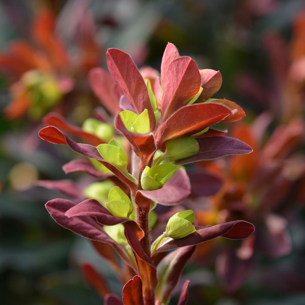 Euforbio - Euphorbia amygdaloides Purpurea