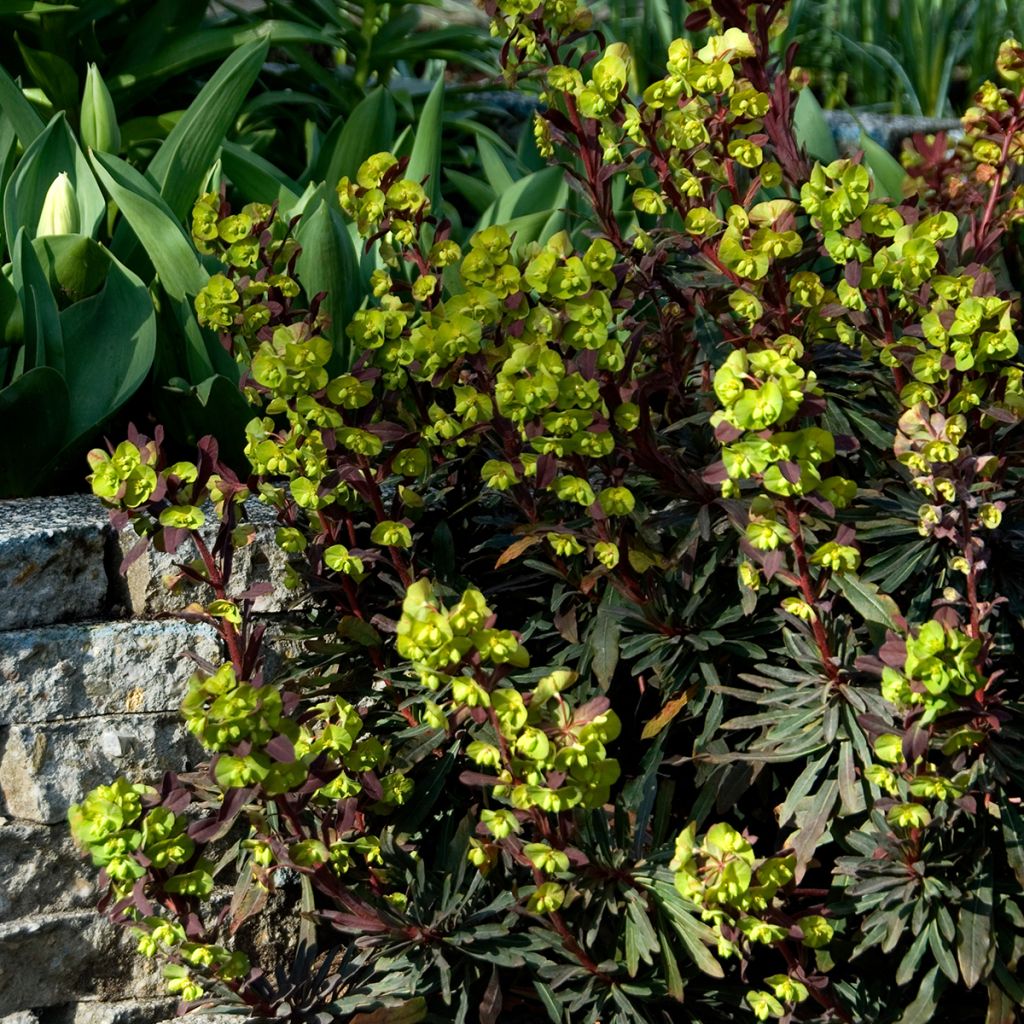 Euforbio - Euphorbia amygdaloides Purpurea