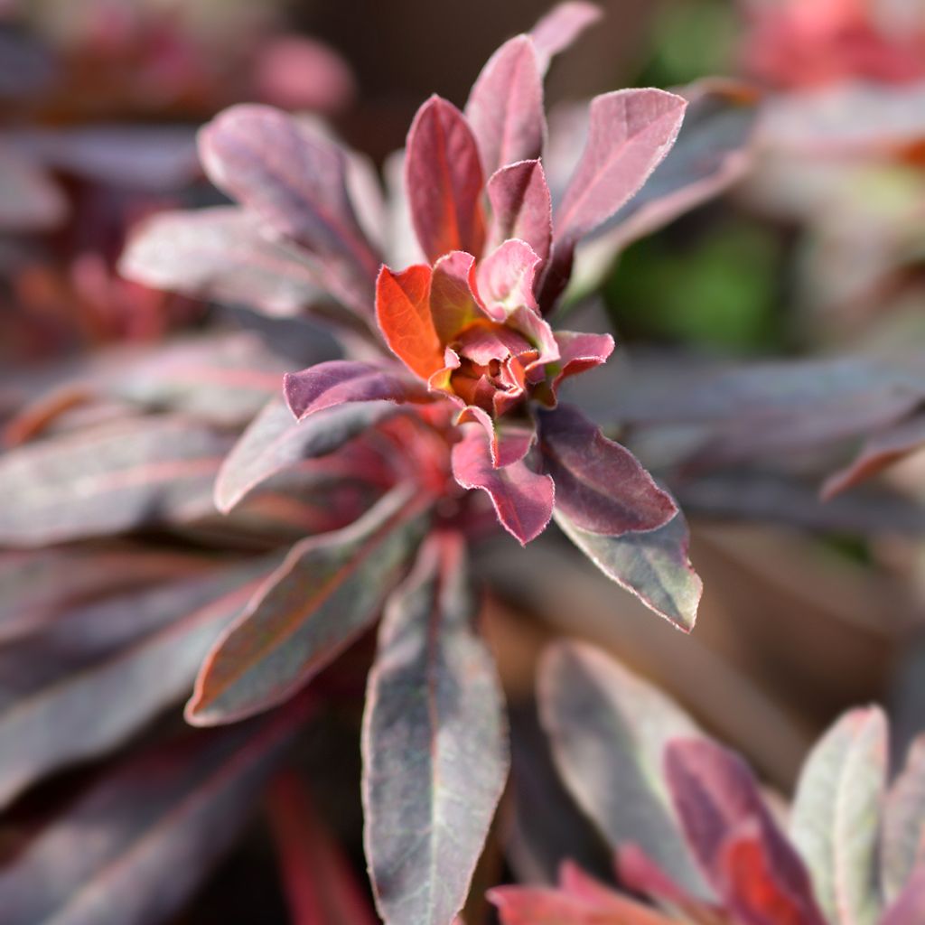 Euforbio - Euphorbia amygdaloides Purpurea