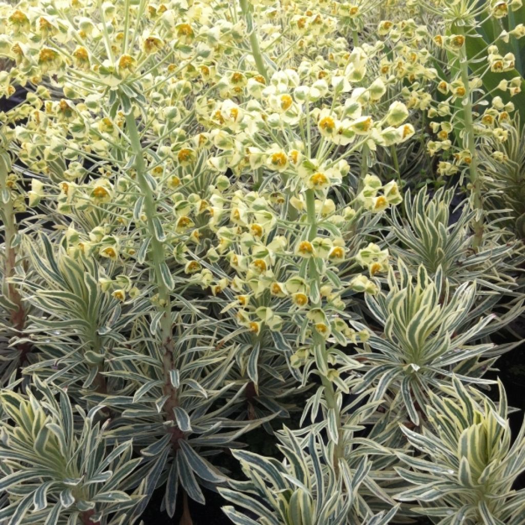 Euphorbe - Euphorbia chara. Emmer Green