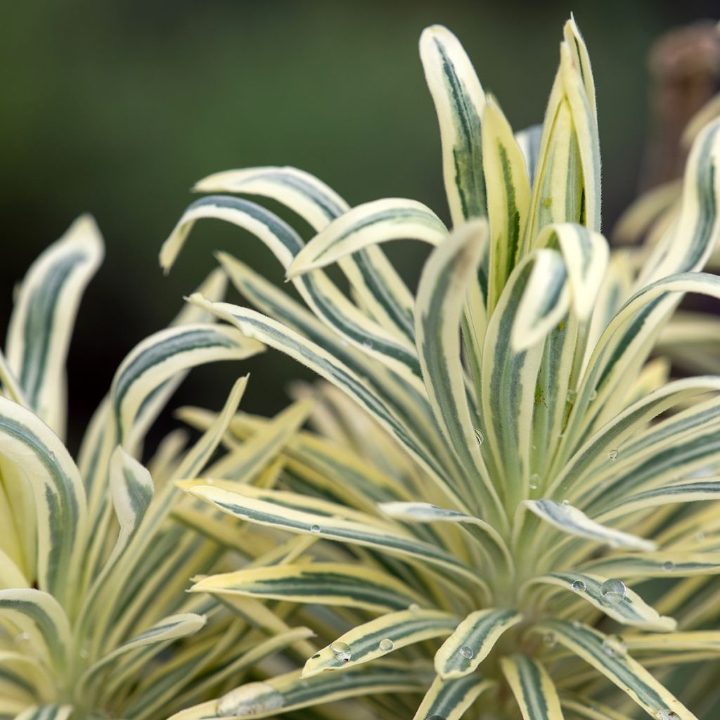 Euforbio mediterráneo Emmer Green - Euphorbia characias