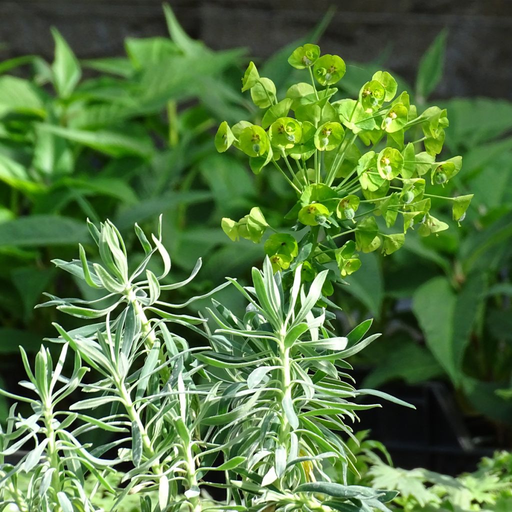 Euforbio mediterráneo - Euphorbia characias