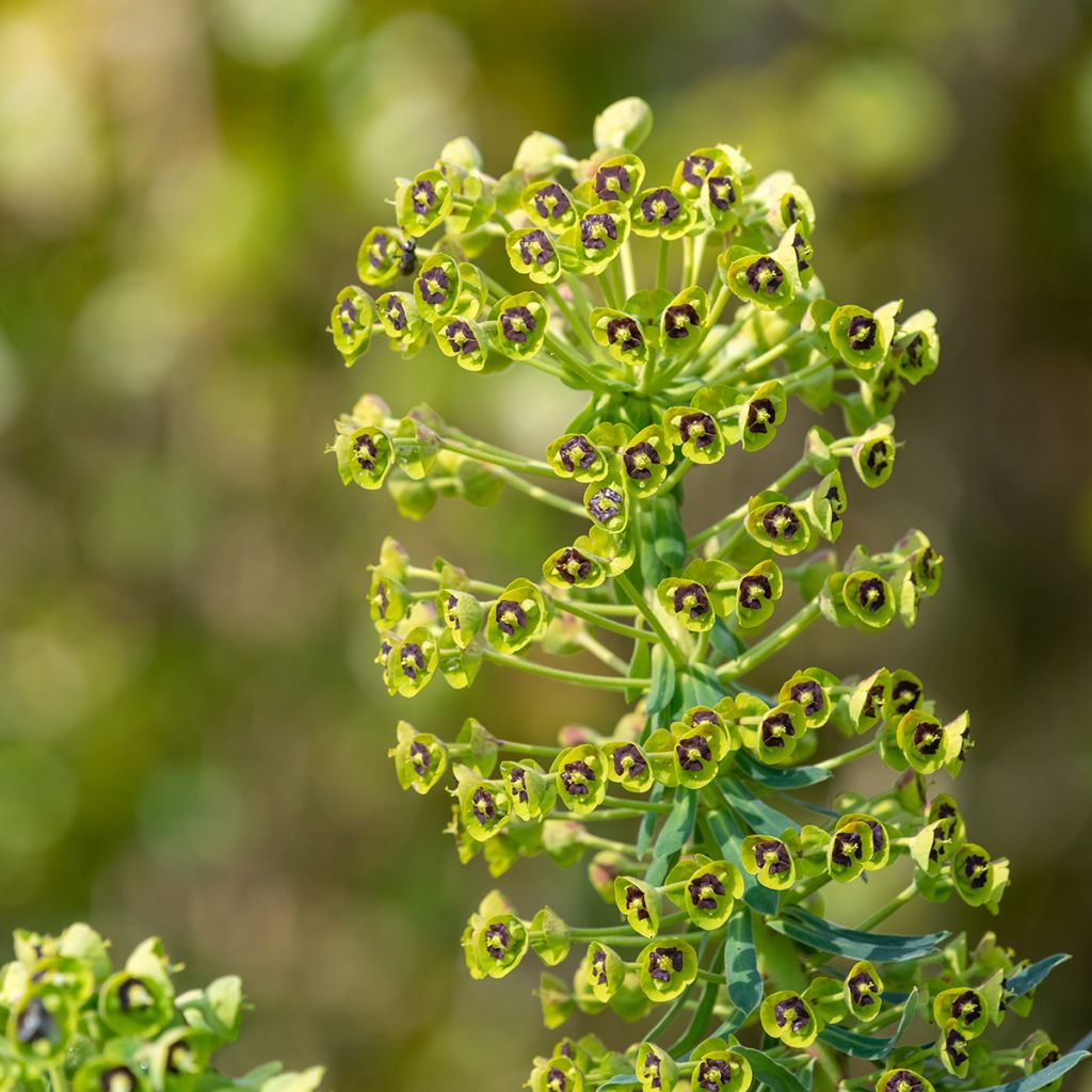 Euforbio mediterráneo - Euphorbia characias