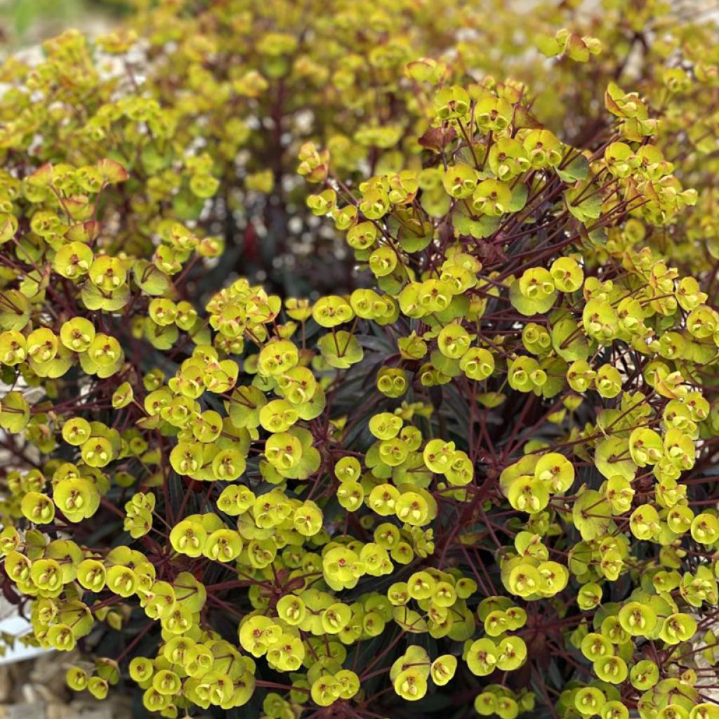 Euforbio mediterráneo Miners Merlot - Euphorbia characias