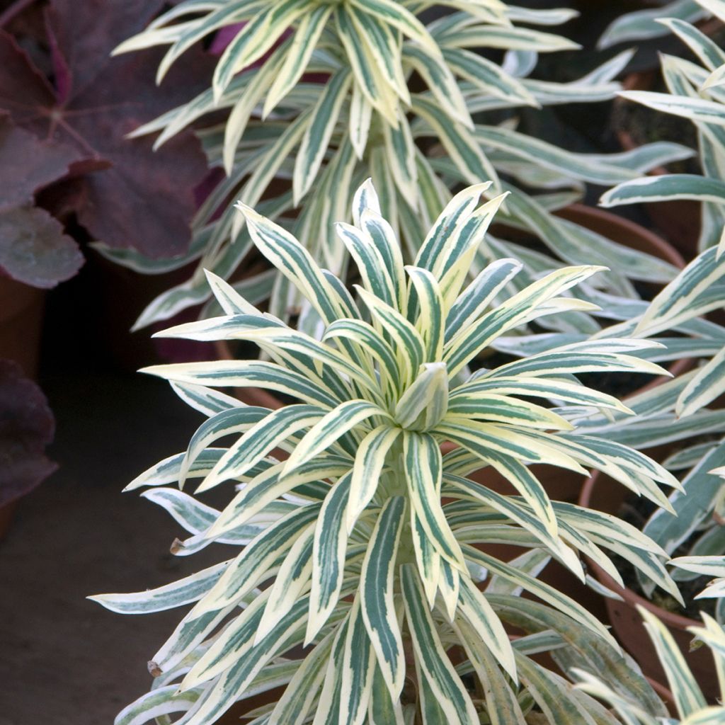 Euforbio mediterráneo Tasmanian tiger - Euphorbia characias