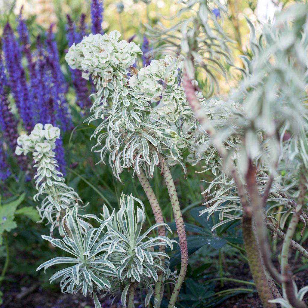 Euforbio mediterráneo Tasmanian tiger - Euphorbia characias