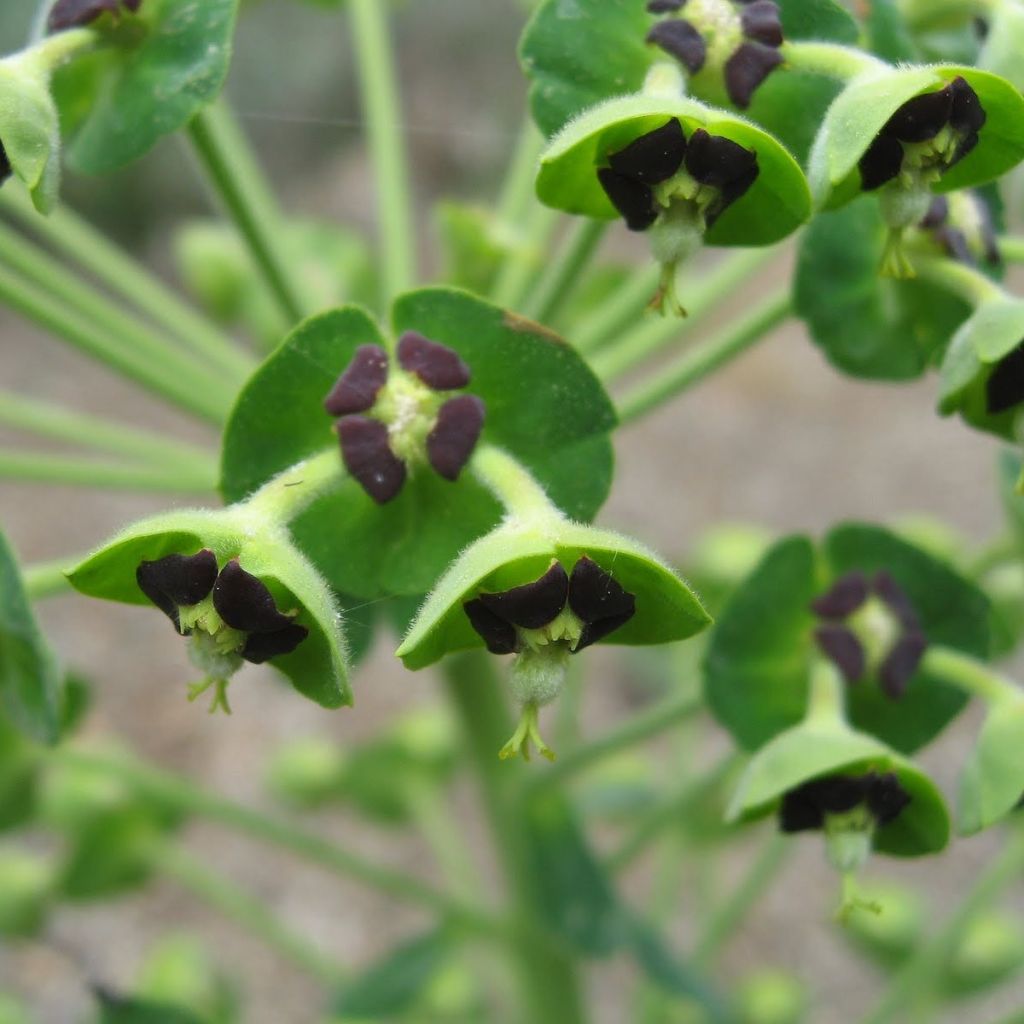 Euphorbe, Euphorbia characias ssp. characias