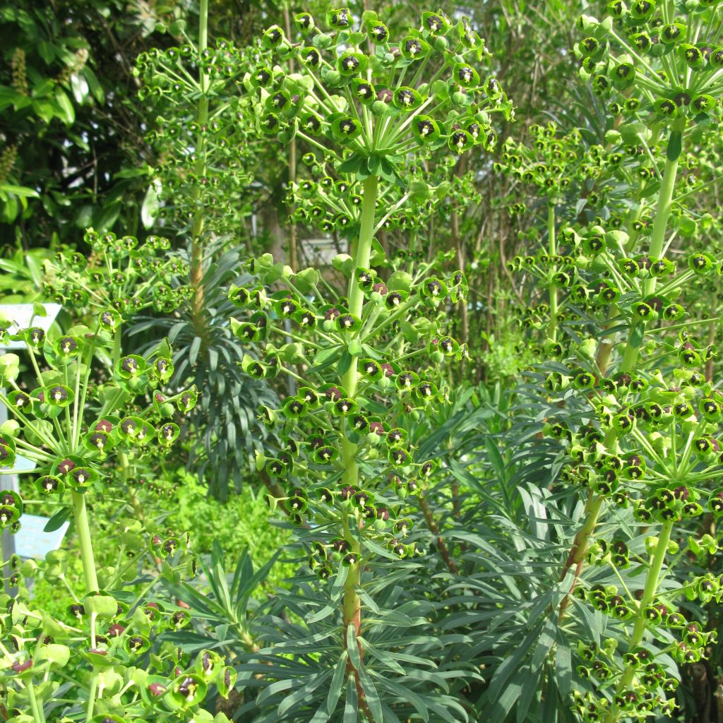 Euphorbe, Euphorbia characias ssp. characias