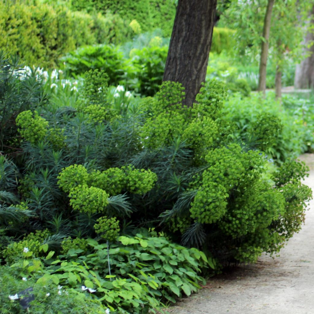 Euphorbe, Euphorbia characias ssp. wulfenii