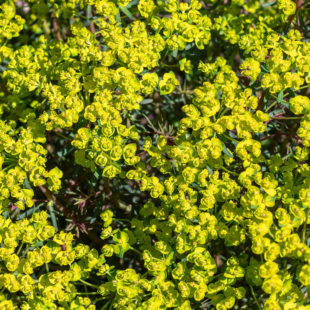 Euphorbia cyparissias Fens Ruby - Euforbia ciprés