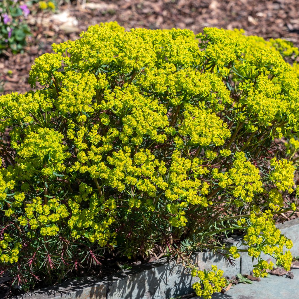 Euphorbia cyparissias Fens Ruby - Euforbia ciprés