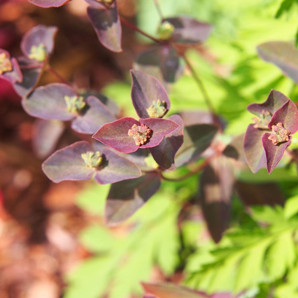 Euphorbia dulcis Chameleon - Lechetrezna