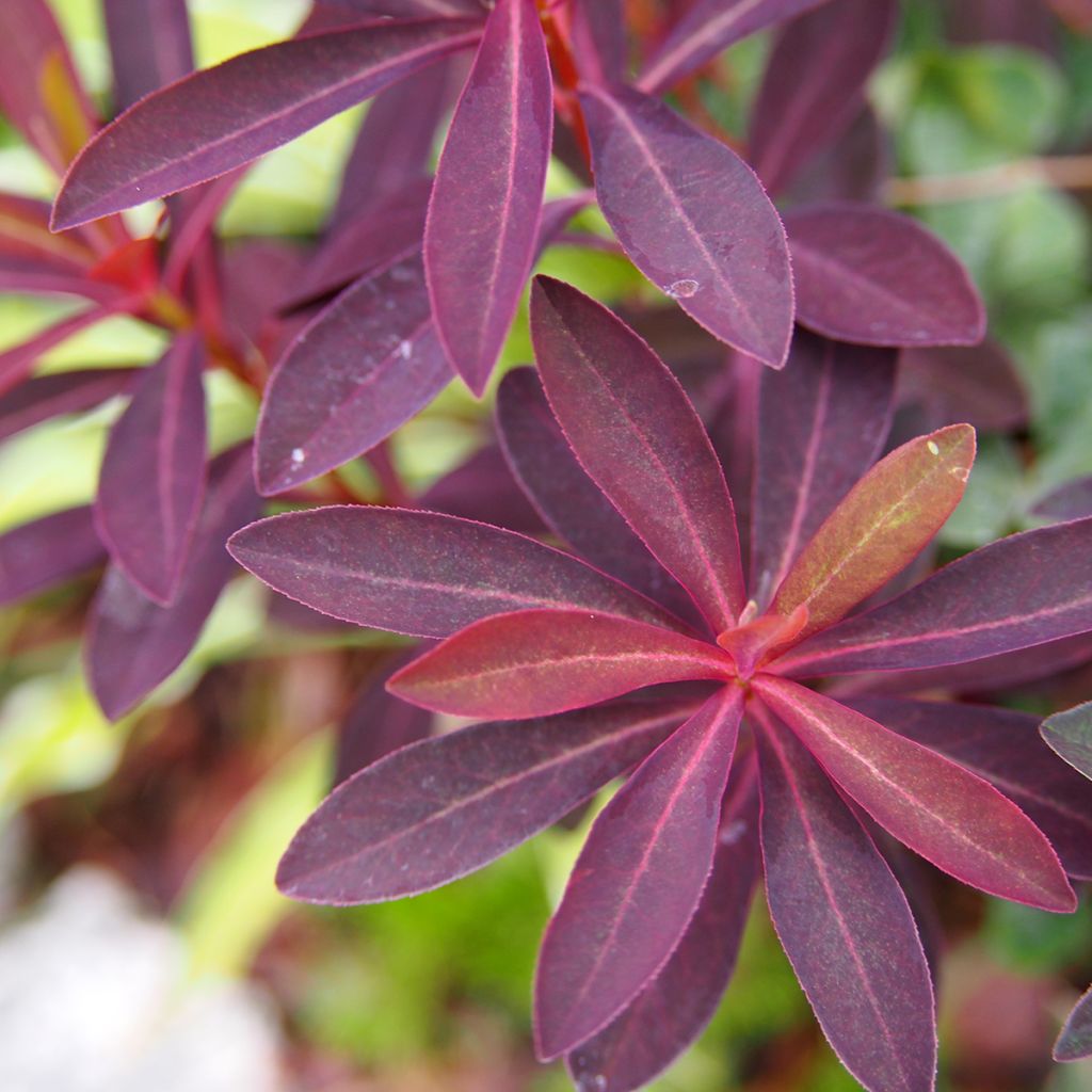 Euphorbia dulcis Chameleon - Lechetrezna