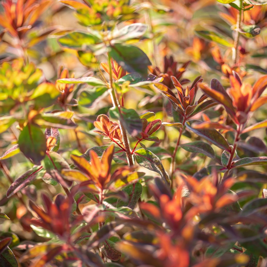 Euphorbia dulcis Chameleon - Lechetrezna