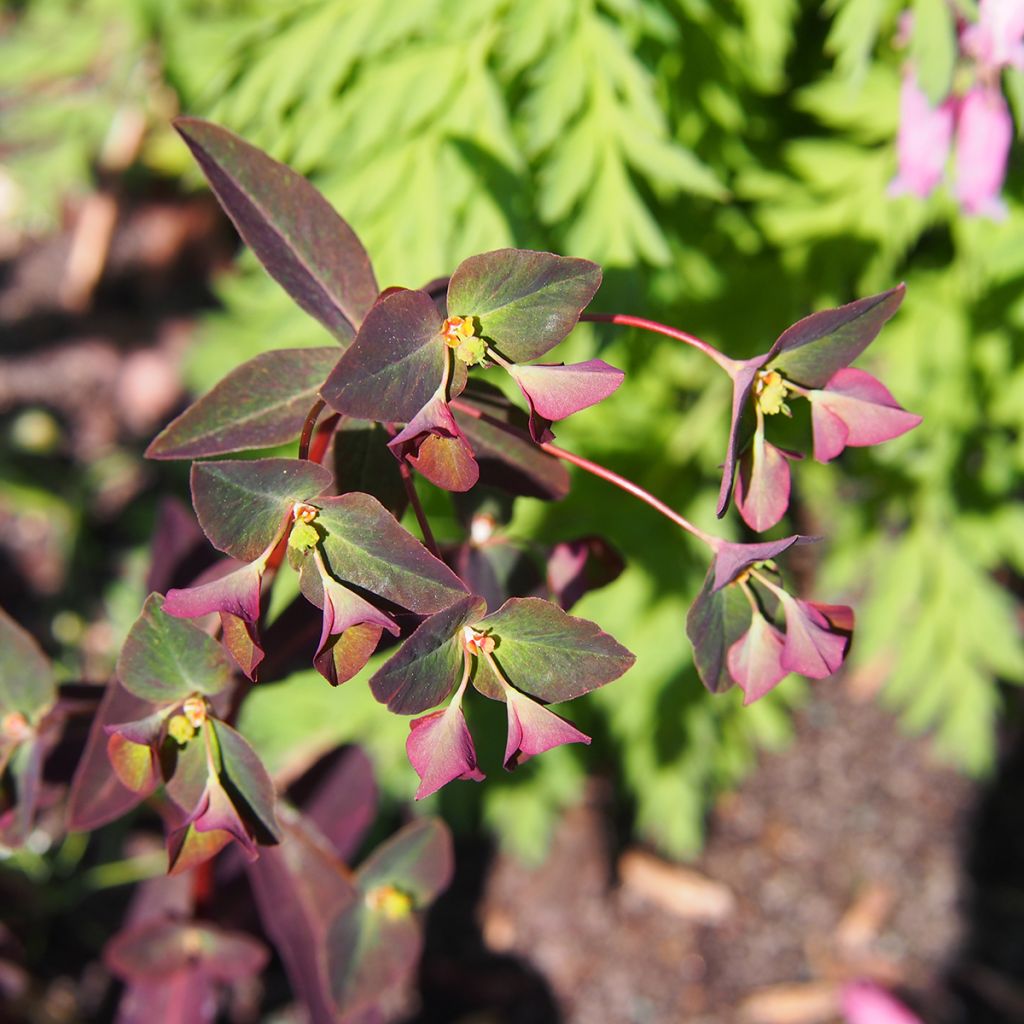 Euphorbia dulcis Chameleon - Lechetrezna