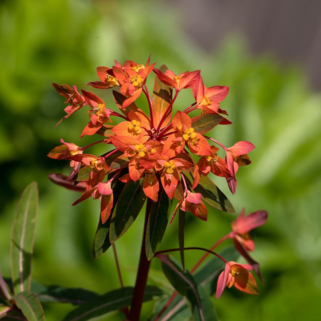 Euphorbia griffithii Dixter - Lechetrezna de Griffith