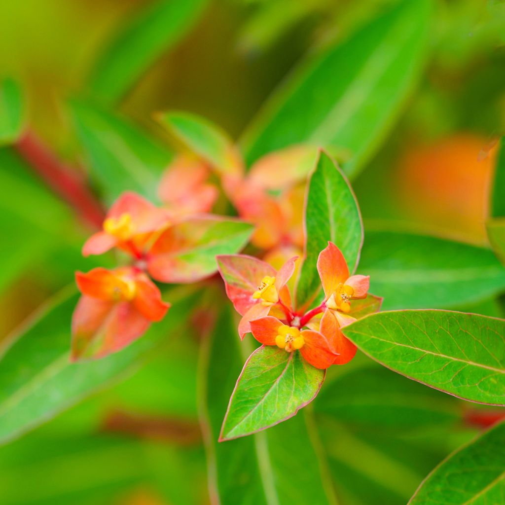 Euphorbia griffithii Dixter - Lechetrezna de Griffith