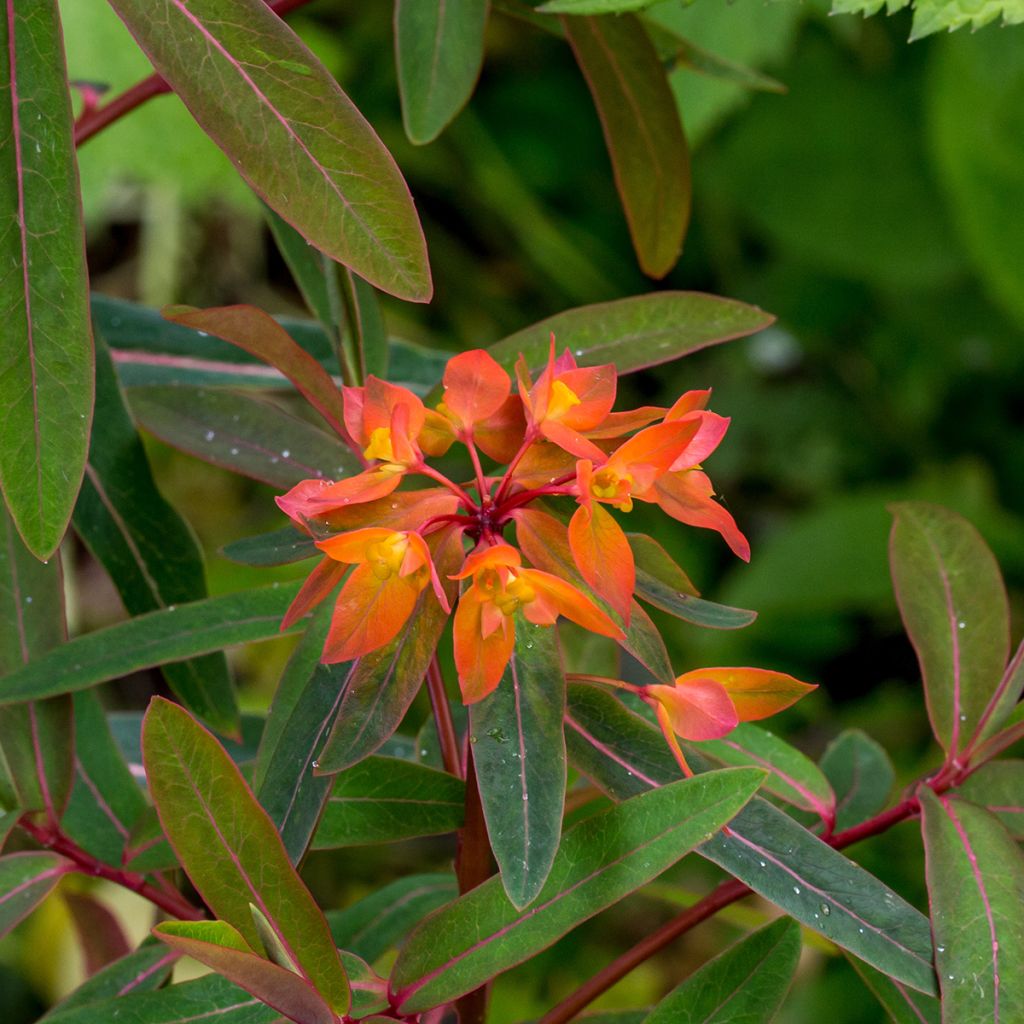 Euphorbia griffithii Dixter - Lechetrezna de Griffith