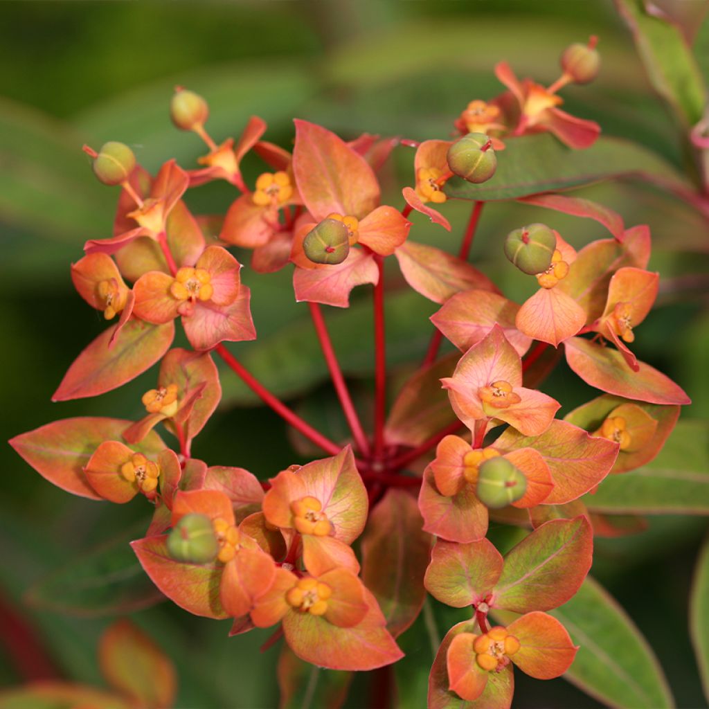 Euphorbia griffithii Dixter - Lechetrezna de Griffith