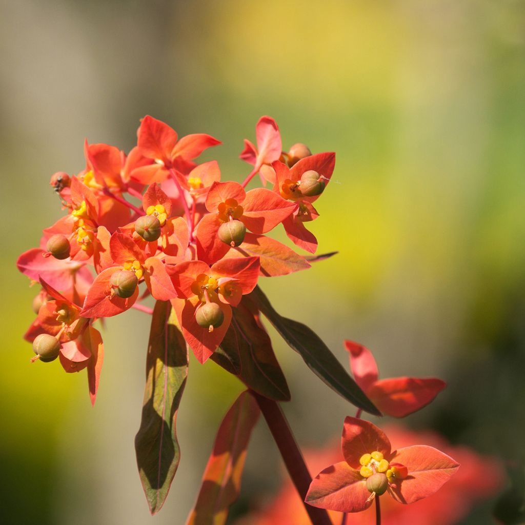 Euphorbia griffithii Dixter - Lechetrezna de Griffith