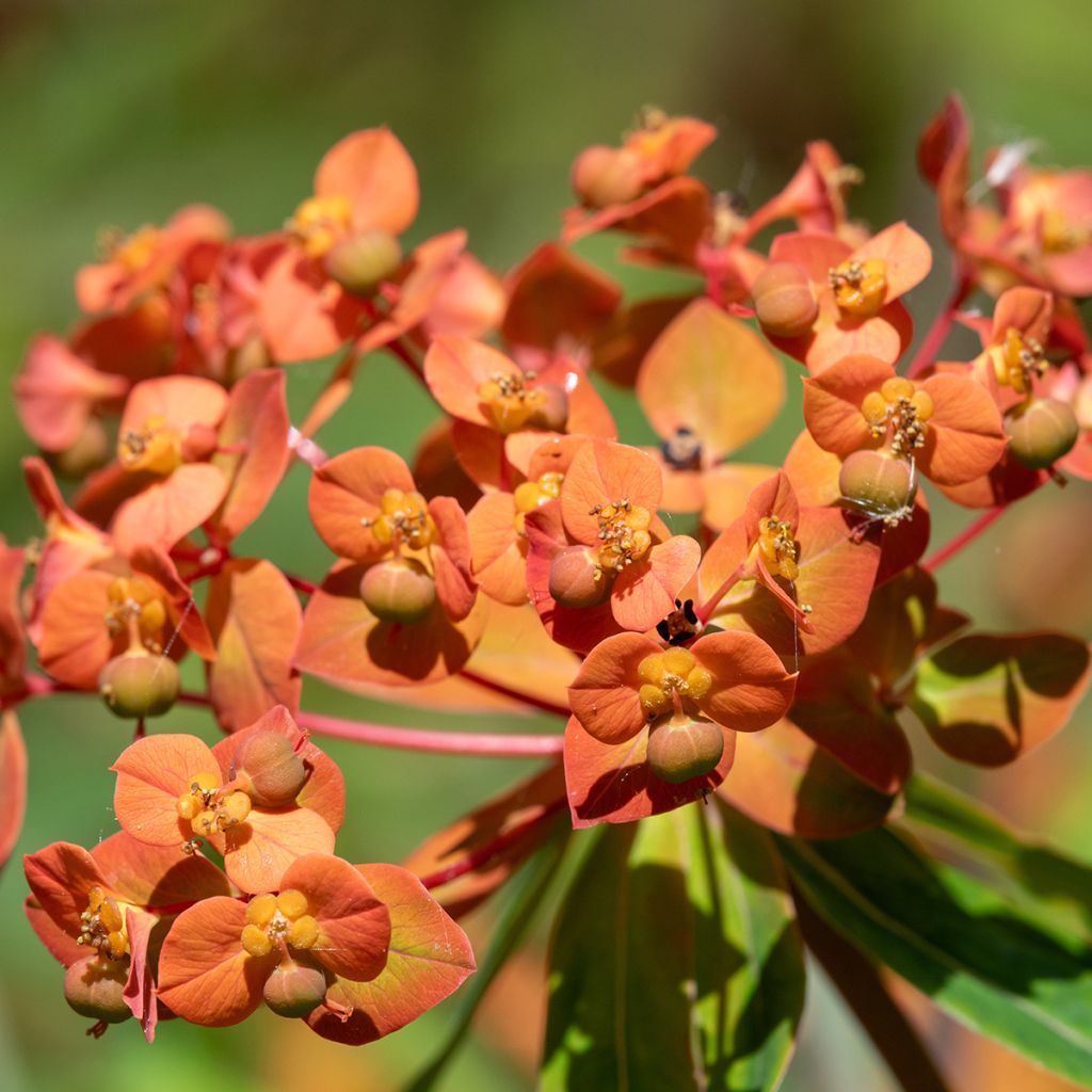 Euphorbia griffithii - Lechetrezna de Griffith