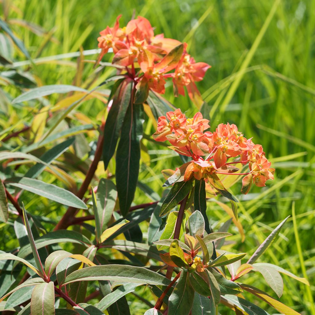 Euphorbia griffithii - Lechetrezna de Griffith