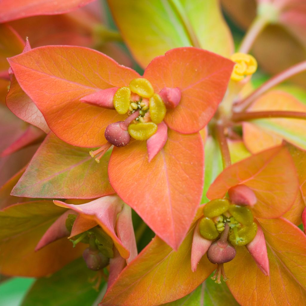 Euphorbia griffithii - Lechetrezna de Griffith