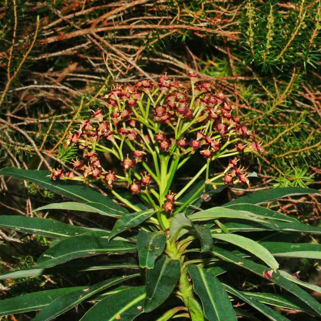 Euphorbe, Euphorbia mellifera