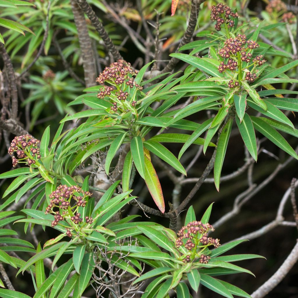 Euphorbe, Euphorbia mellifera