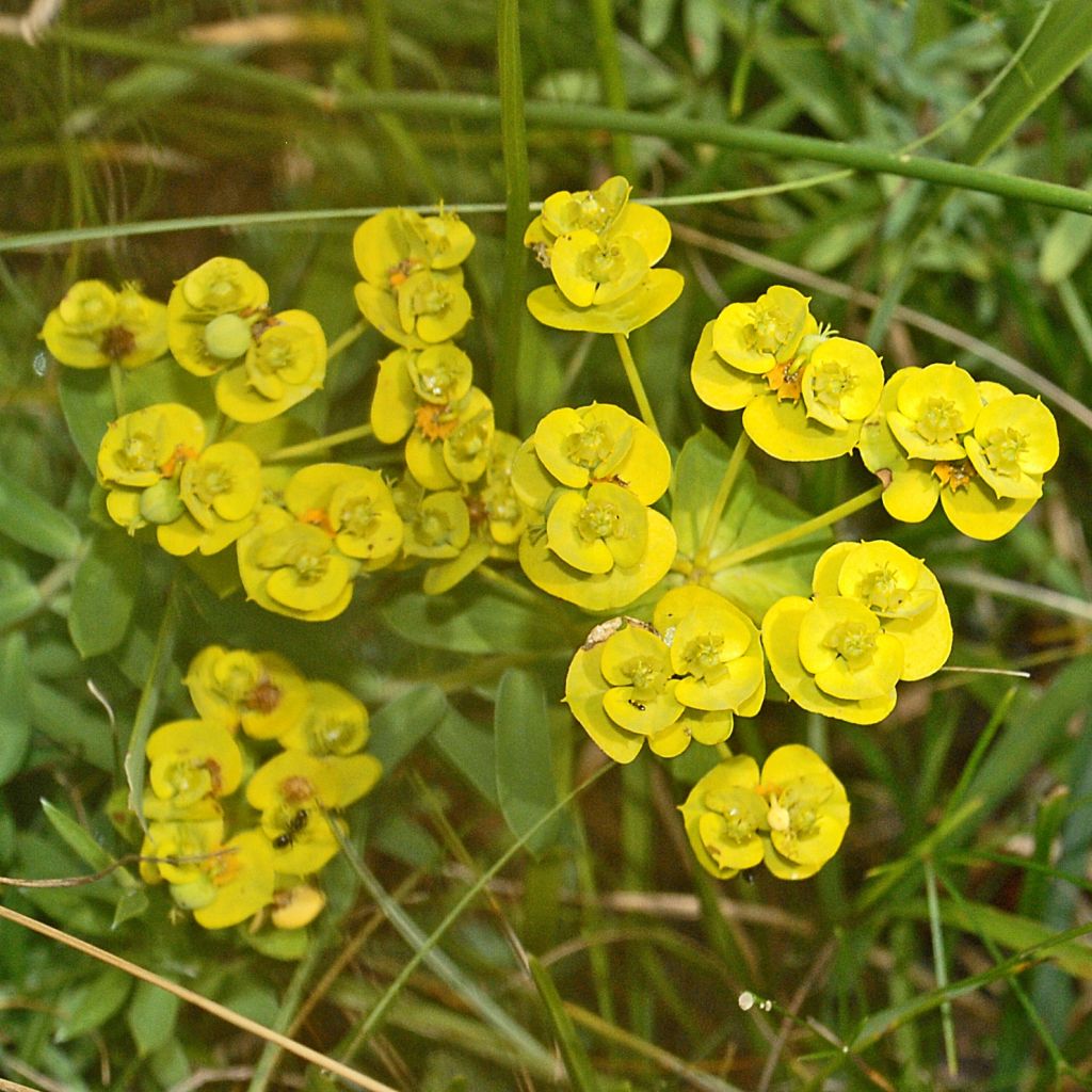 Euphorbia nicaeensis - Lechetrezna de Niza