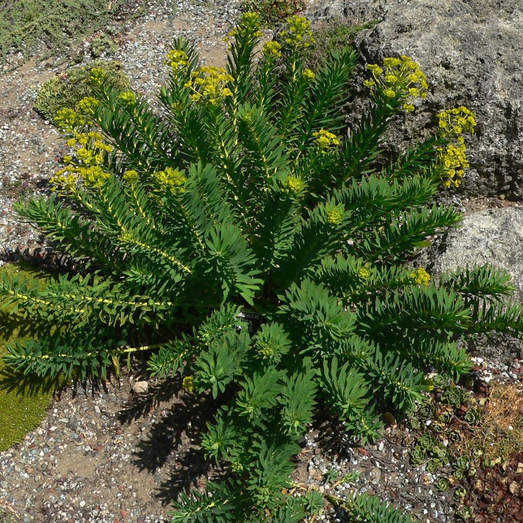 Euphorbia nicaeensis - Lechetrezna de Niza