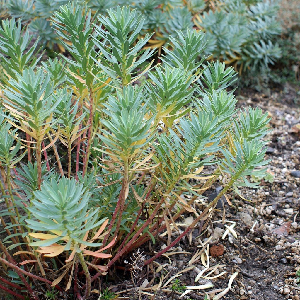 Euphorbia nicaeensis - Lechetrezna de Niza