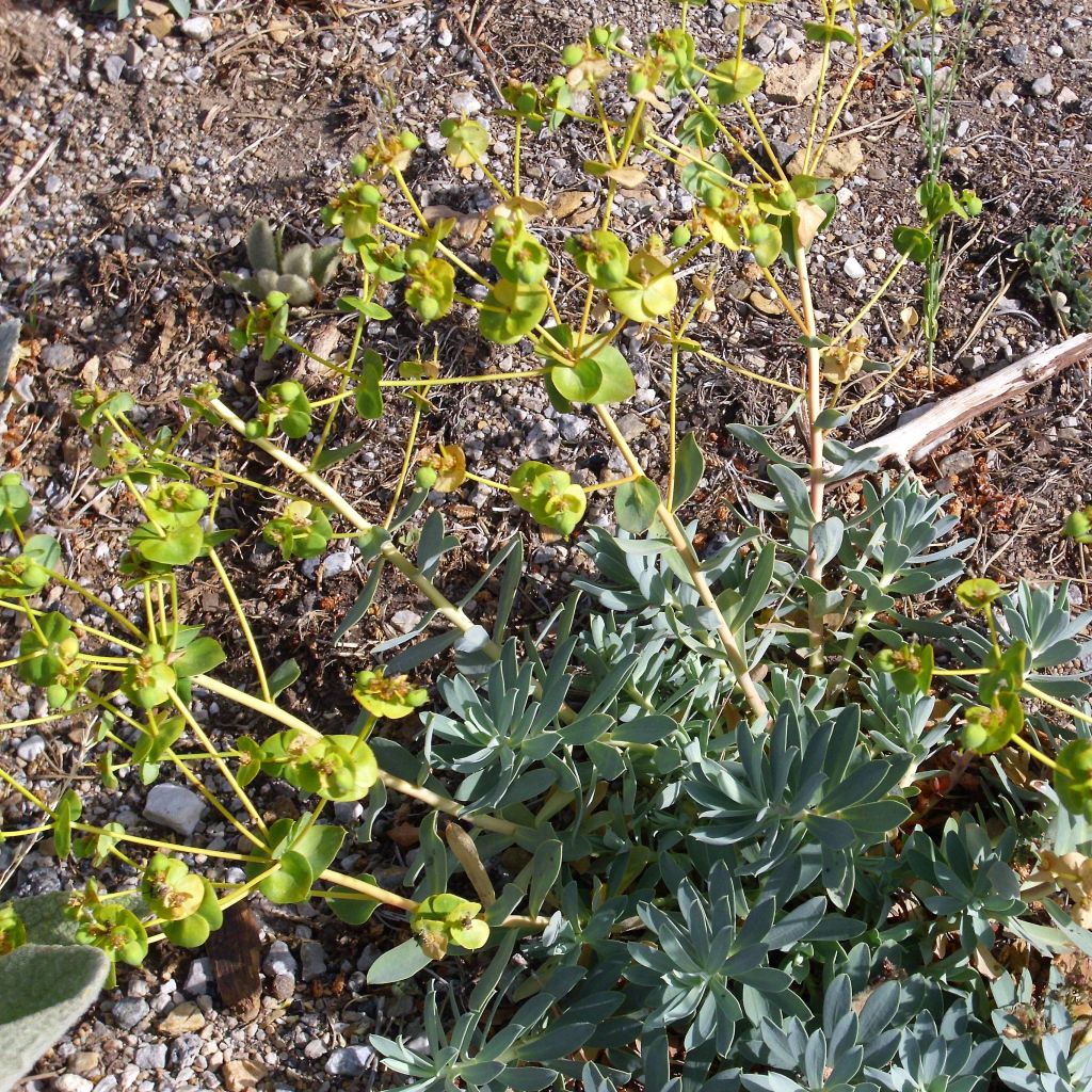 Euphorbia nicaeensis - Lechetrezna de Niza