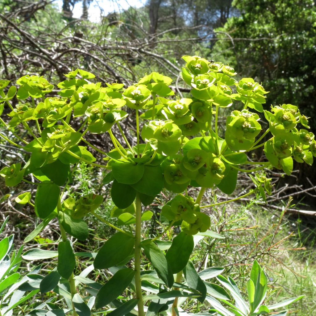 Euphorbia nicaeensis - Lechetrezna de Niza