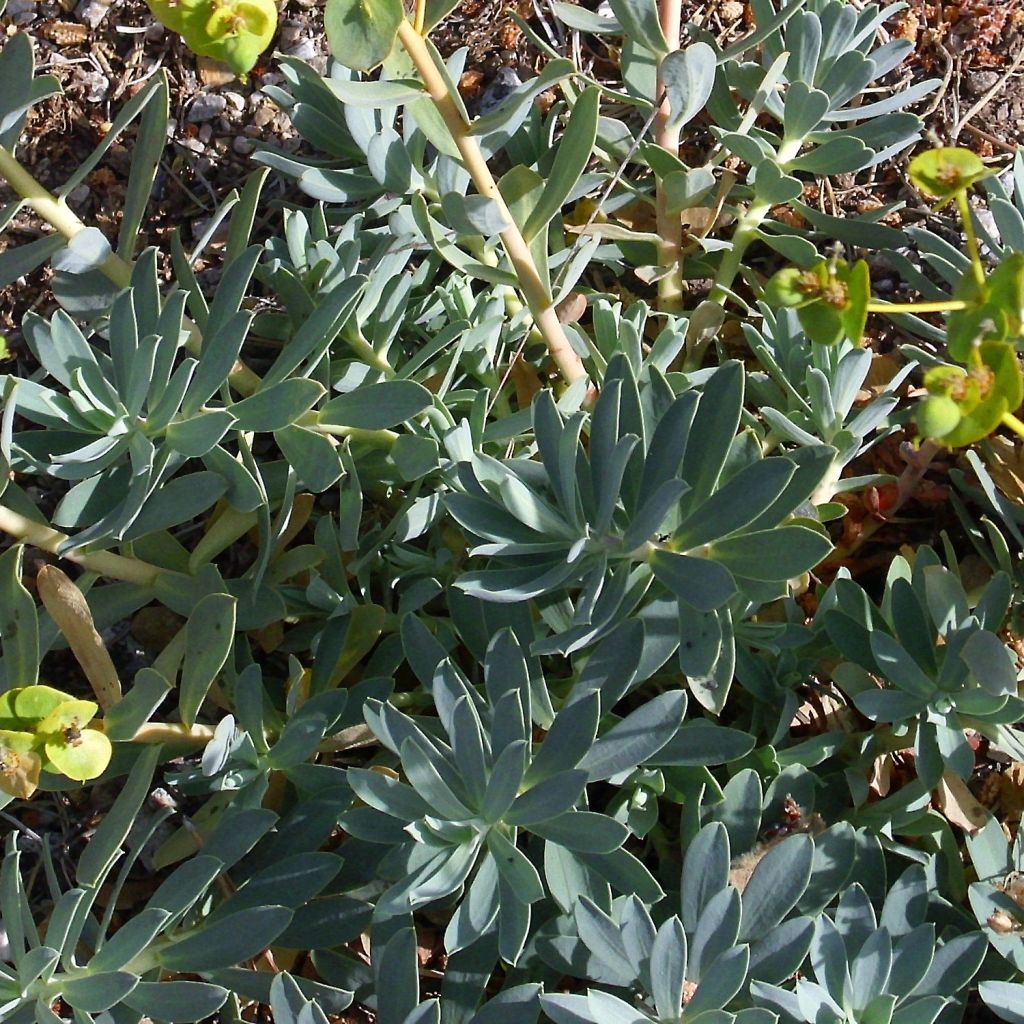 Euphorbia nicaeensis - Lechetrezna de Niza