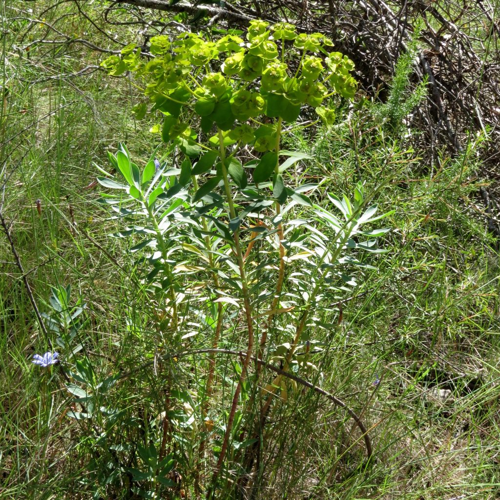 Euphorbia nicaeensis - Lechetrezna de Niza