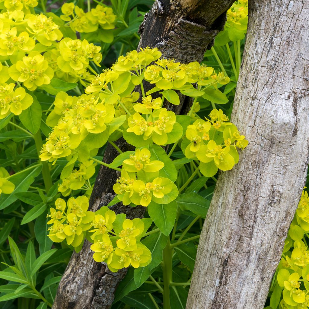 Euphorbia palustris - Lechetrezna de pantano